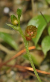 Eria lasiorhiza. Close-up.