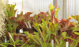 Heliamphora collection.