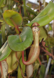 Nepenthes clipeata.