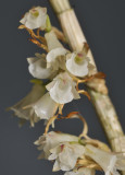 Appendicula longirostrata. Close-up.
