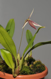 Bulbophyllum ascochilum.