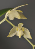 Bulbophyllum sopoetanense. Close-up.