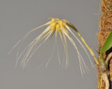 Bulbophyllum vaginatum. Closer.