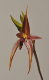 Bulbophyllum vanvuurenii.
