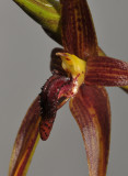 Bulbophyllum vanvuurenii. Close-up.