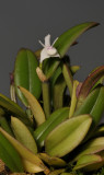 Dendrobium albiflorum