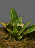 Dendrobium rumphiae.