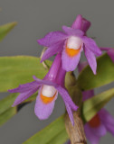 Dendrobium hasseltii. Dark form. Close-up.