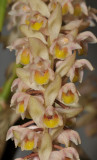 Eria spec. Closer.