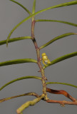 Ventricularia tenuicaulis.