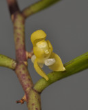 Ventricularia tenuicaulis. Close-up.