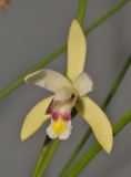 Bromheadia ensifolia. Close-up.