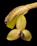 Bulbophyllum cimicinum.