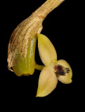 Bulbophyllum cimicinum.