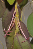 Bulbophyllum sp. nov. Sect. Oxisepala. Closer.