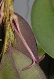 Bulbophyllum sp. nov. Sect. Oxisepala. Close-up.