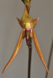 Bulbophyllum veldkampii. Front.