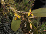 Bulbophyllum xanthomelanon.