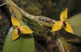 Bulbophyllum xanthomelanon. Closer.