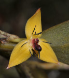 Bulbophyllum xanthomelanon. Close-up.