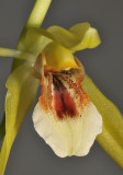 Coelogyne guamensis? sp. aff. carinata. Close-up.