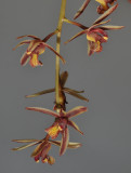 Cymbidium bicolor subsp. pubesens.