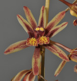 Cymbidium bicolor subsp. pubesens. Mutated flower.