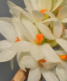 Dendrobium bracteosum. White. Close-up.
