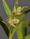 Dendrochilum linearifolium. Closer.