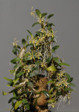 Dendrobium dichrotropis.