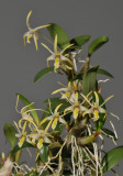 Dendrobium dichrotropis. Closer.