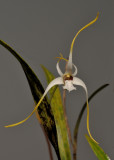 Dendrobium spec.