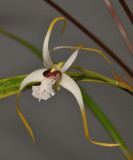 Dendrobium spec. Closer.