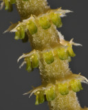 Oberonia titania. Close-up.