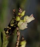 Podochilus lucescens. Close-up.