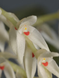 Bulbophyllum leucothyrsus. Close-up.