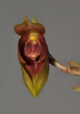 Bulbophyllum mandibulare. Front.