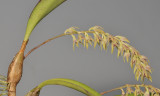 Bulbophyllum pumilum var. recurvum. Closer.