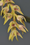 Bulbophyllum pumilum var. recurvum. Close-up.