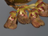 Bulbophyllum spathulatum. Close-up.