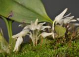 Bulbophyllum magnussonianum. Closer.