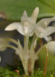 Bulbophyllum magnussonianum. Close-up.