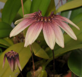 Bulbophyllum mastersianum