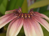 Bulbophyllum mastersianum. Closer.