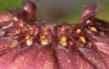Bulbophyllum mastersianum. Close-up.