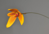 Bulbophyllum pardalotum. Close-up.