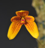 Bulbophyllum pardalotum. Close-up.