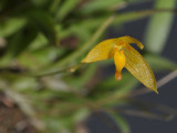 Bulbophyllum stylocoryphe. Closer.