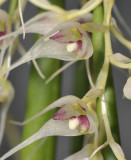 Bulbophyllum trifilum subsp. filisepalum. Close-up.