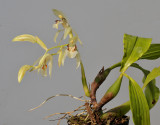 Coelogyne assamica